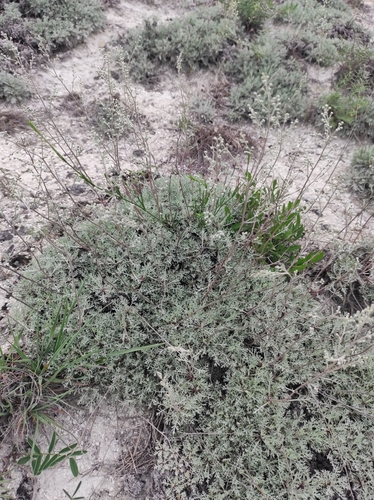 Image of Artemisia hololeuca by no rights reserved