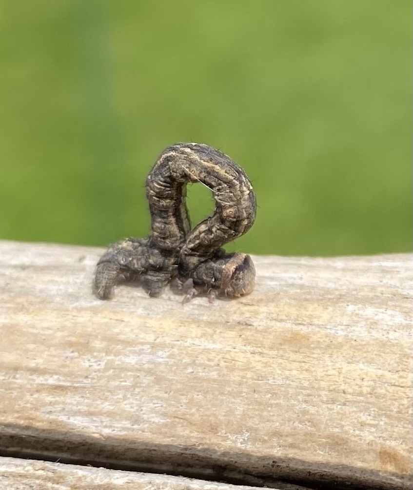 Geometer Moths from Eglingham Way, Morpeth, England, GB on June 18