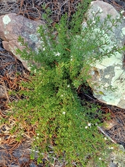 Cyanothamnus anemonifolius