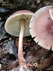Gymnopus ocior