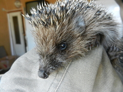 Erinaceus roumanicus