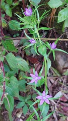 Legousia falcata