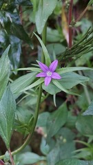 Legousia falcata