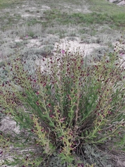 Scrophularia cretacea