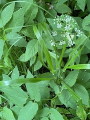 Lolium giganteum