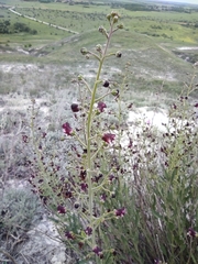 Scrophularia cretacea