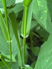 Lolium giganteum