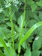 Lolium giganteum