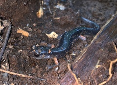 Plethodon shermani