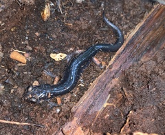 Plethodon shermani