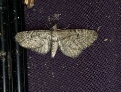 Eupithecia intricata