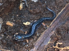 Plethodon shermani
