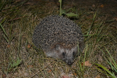 Erinaceus roumanicus