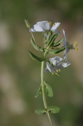 Lysimachia monelli image