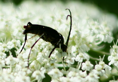 Trachysida mutabilis