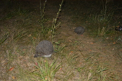 Erinaceus roumanicus