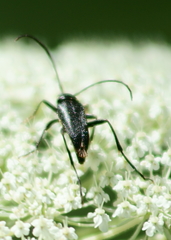 Trachysida mutabilis