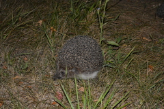 Erinaceus roumanicus