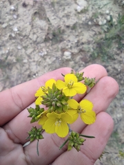 Erysimum ucranicum