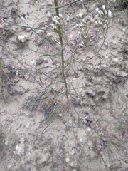 Erysimum ucranicum