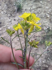 Erysimum ucranicum