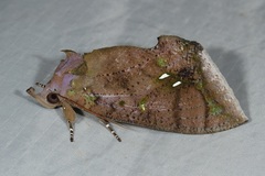 Eudocima discrepans