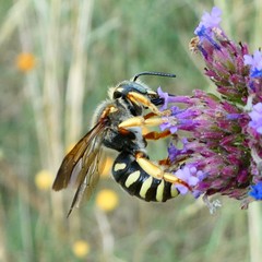 Rhodanthidium septemdentatum