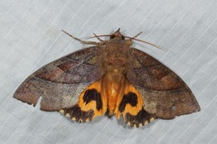 Eudocima cajeta
