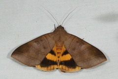 Thyas coronata