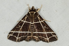 Bertula crucialis