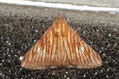 Hepsidera lignea
