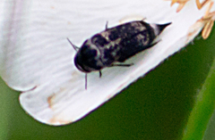 Mordella marginata