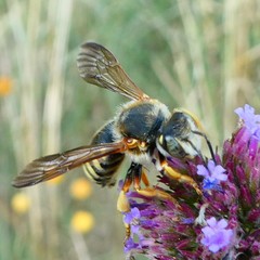 Rhodanthidium septemdentatum