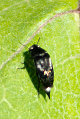 Mordella marginata