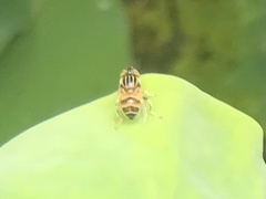 Eristalinus