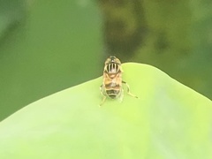 Eristalinus