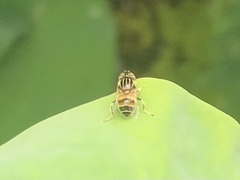 Eristalinus