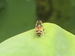 Eristalinus