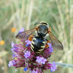 Rhodanthidium septemdentatum