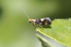 Micropterix aglaella
