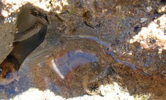 Pholas dactylus