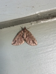 Hydriomena divisaria