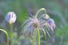 Pulsatilla dahurica