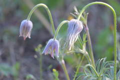 Pulsatilla dahurica