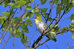 Zosterops erythropleurus