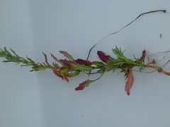 Epilobium billardiereanum