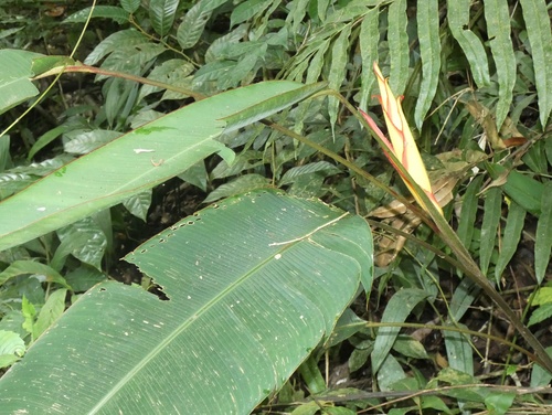 Image of Heliconia irrasa by (c) Kai Squires, some rights reserved (CC BY)