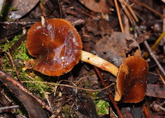 Cortinarius abnormis