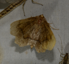 Metarranthis hypochraria