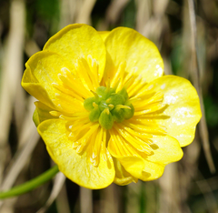 Ranunculus hybridus